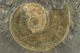 Jurassic Ammonite (Harpoceras) Fossil - Posidonia Shale, Germany #264536-1